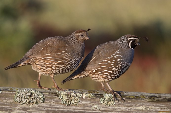 Рябчик и Перепелка