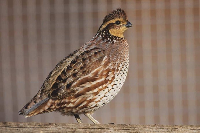 Куропатка Крымская