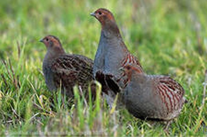 Снежная куропатка