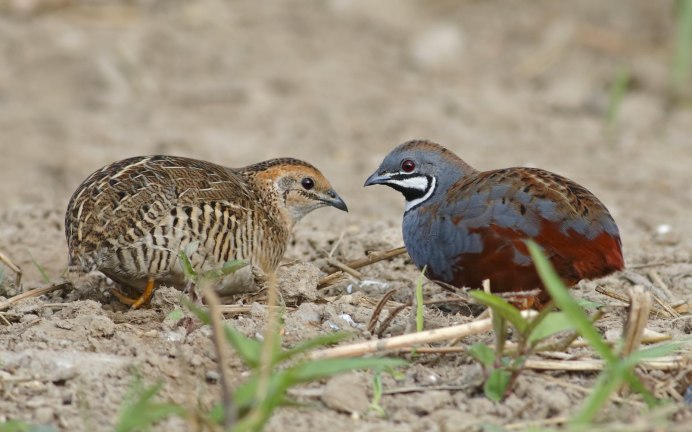 Куропатка Крымская