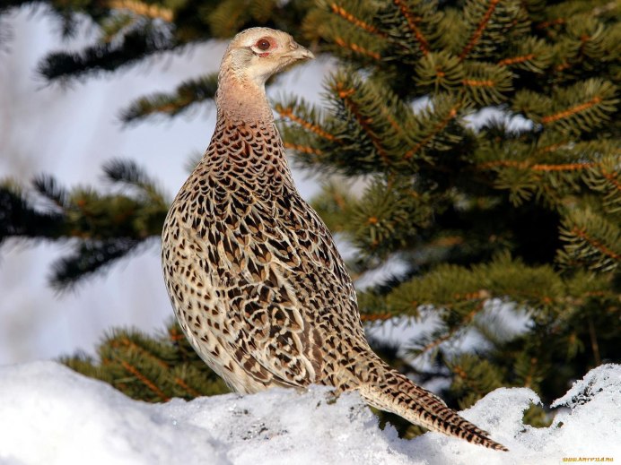 Виргинская куропатка