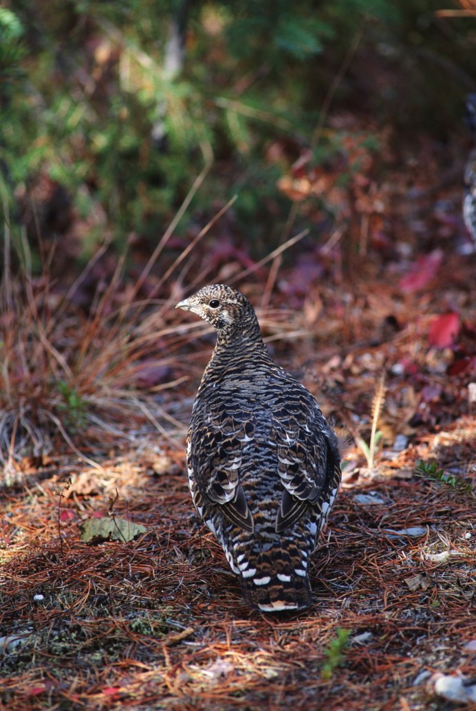 Куропатка и Перепелка