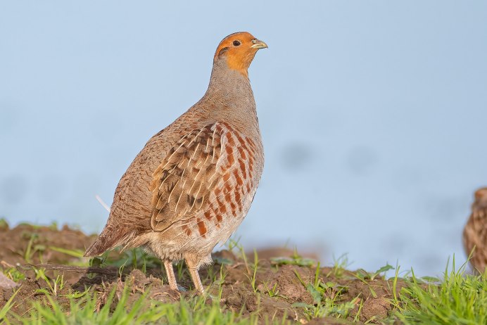 Мефодий перепелятник 3 июля