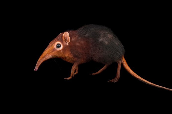 Hispaniolan Solenodon