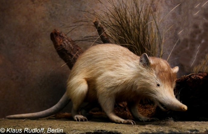 Solenodon paradoxus