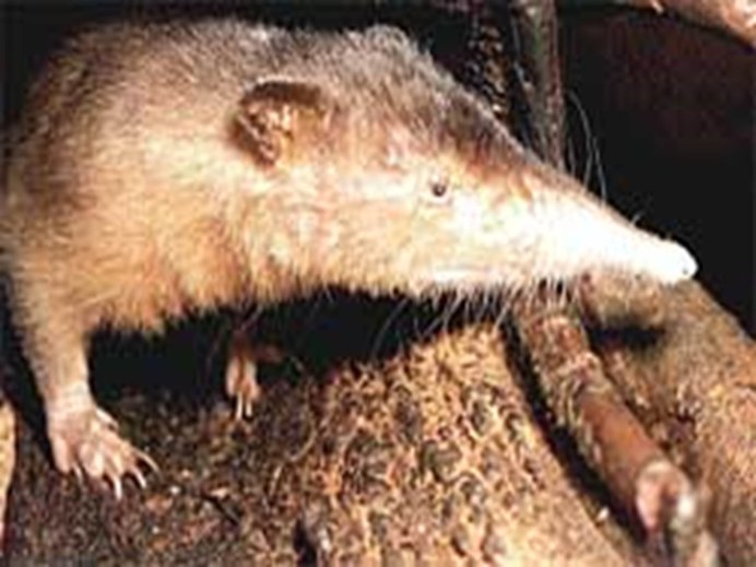 Solenodon cubanus