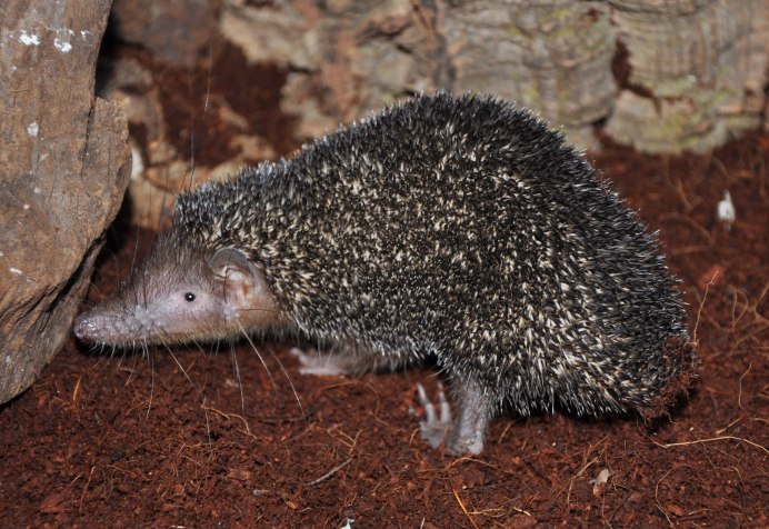 Solenodon Art