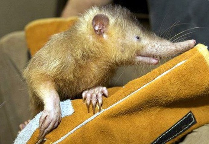 Solenodon cubanus