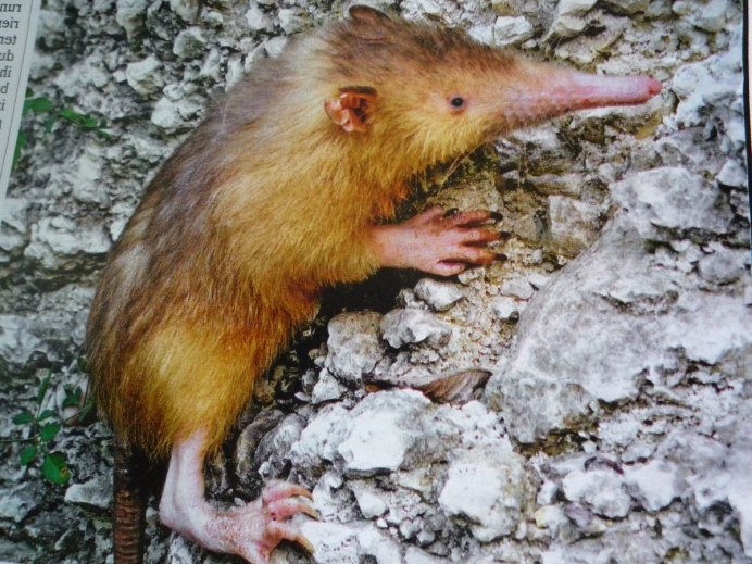 Solenodon paradoxus