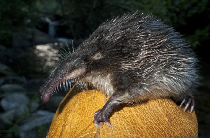 Гаитянский щелезуб (Solenodon paradoxus)