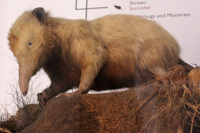 Solenodon paradoxus