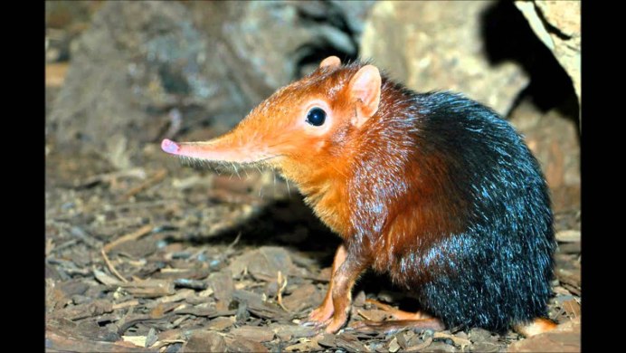 Zaglossus hacketti