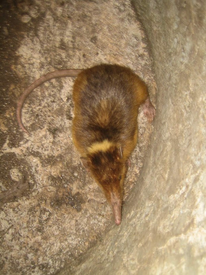 Solenodon перевод