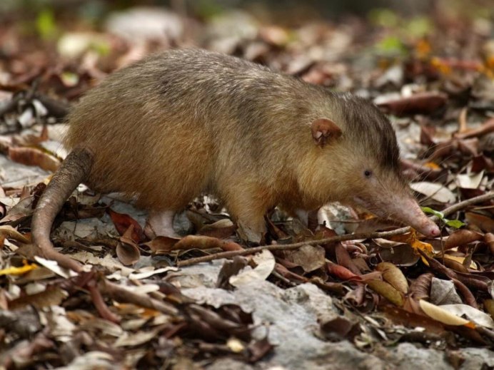 GALEMYS pyrenaicus