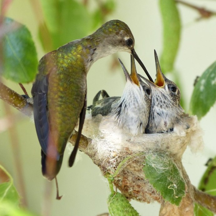 Bird eating Fly