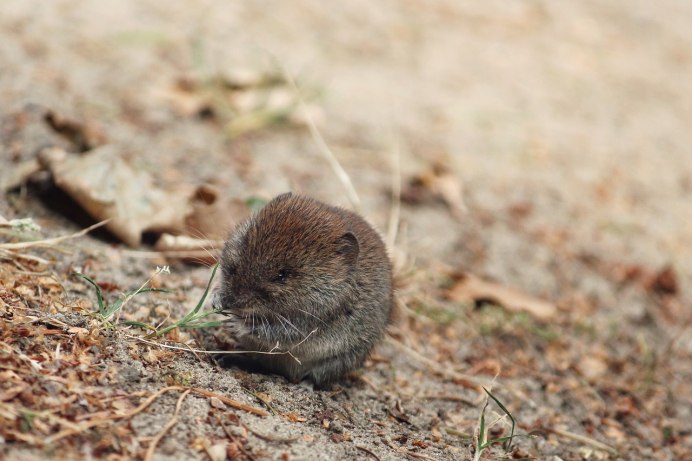 Желтогорлая мышь Apodemus flavicollis