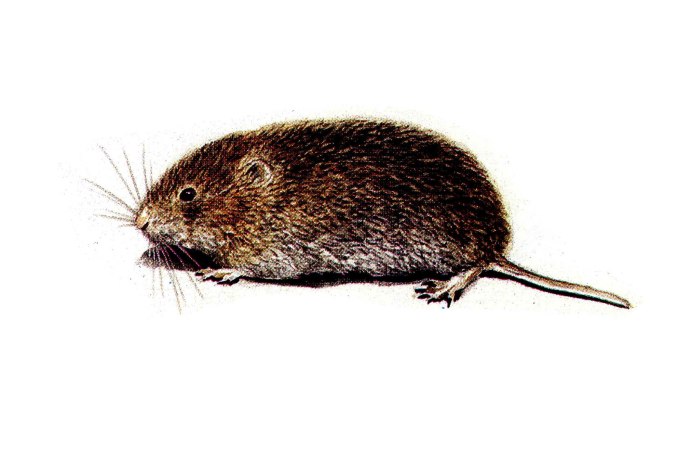 Узкочерепная полёвка (Microtus Gregalis)