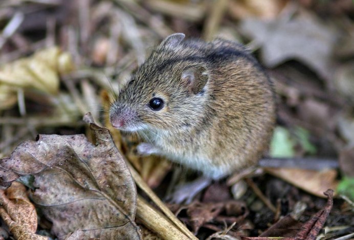 Microtus californicus