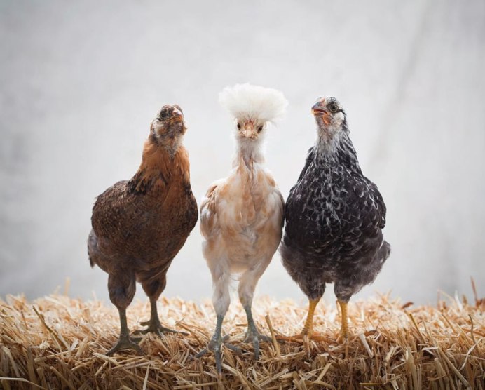 Смешные 3 курицы