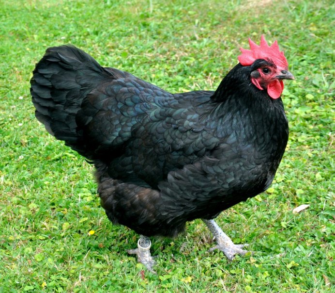 Австралорп, Брама, кохинхин, Маран