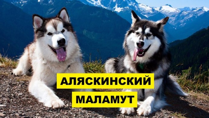 Аляскинские маламуты