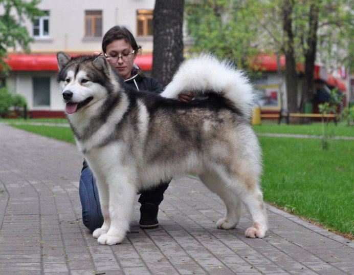 Аляскинский маламамут