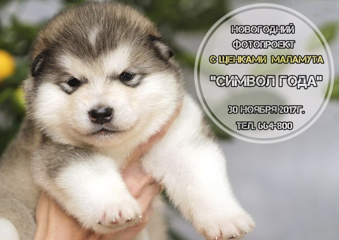 Аляскинский хаски
