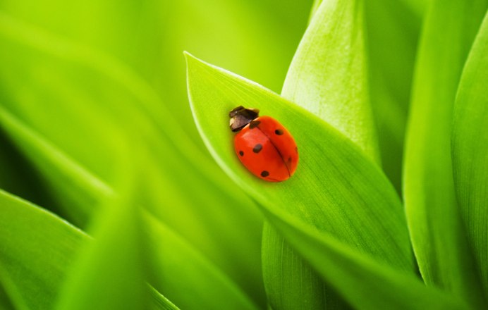 Ladybird Божья коровка