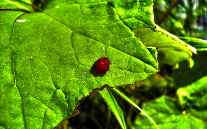 Ladybug Божья коровка