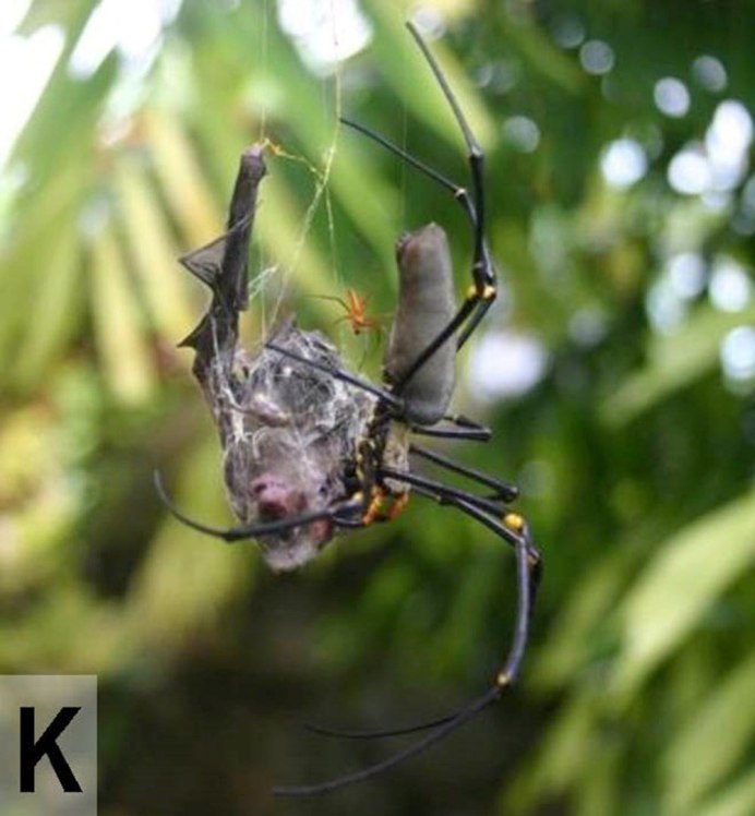 Argiope savignyi