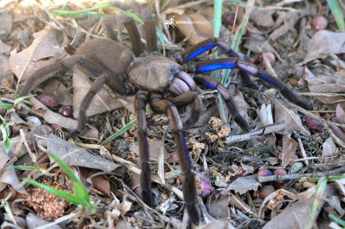 Steatoda Nobilis паук