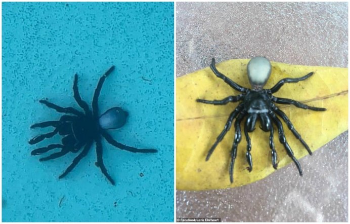 Ctenizidae Мигаломорфные пауки