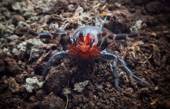 Missulena tussulena