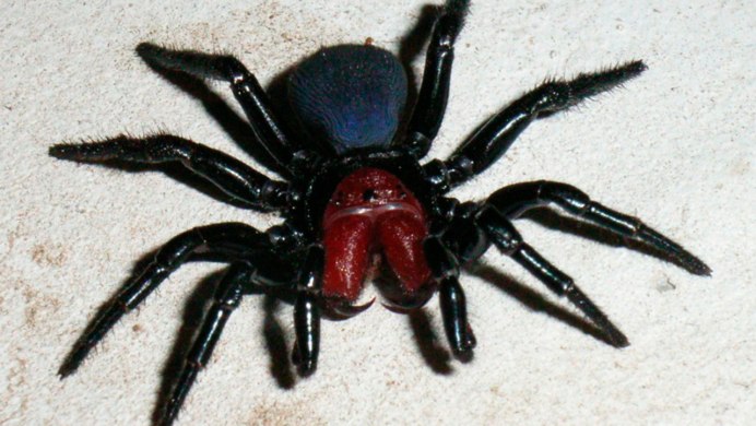 Missulena occatoria