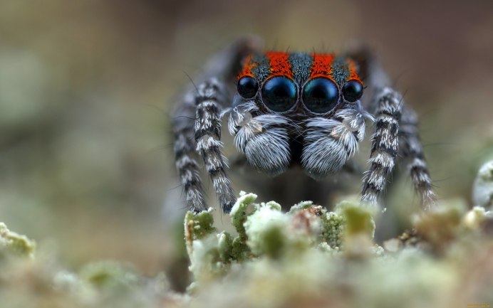 Avicularia aurantiaca