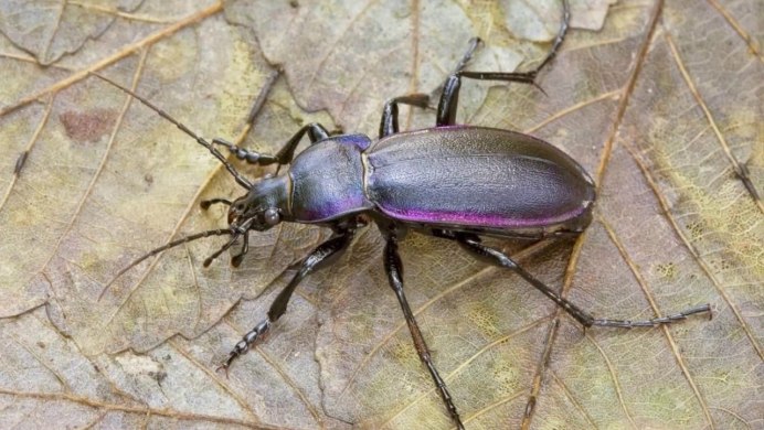 Жужелицы Carabidae