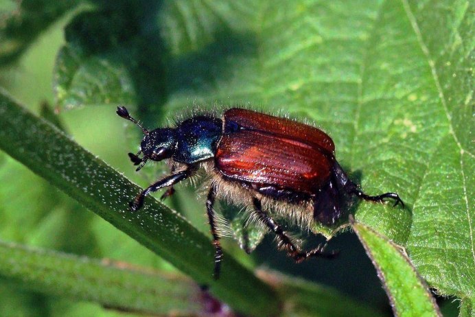 Жужелица Лесная Carabus nemoralis