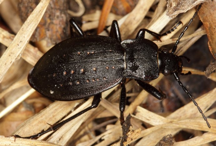 Жук Phyllopertha horticola