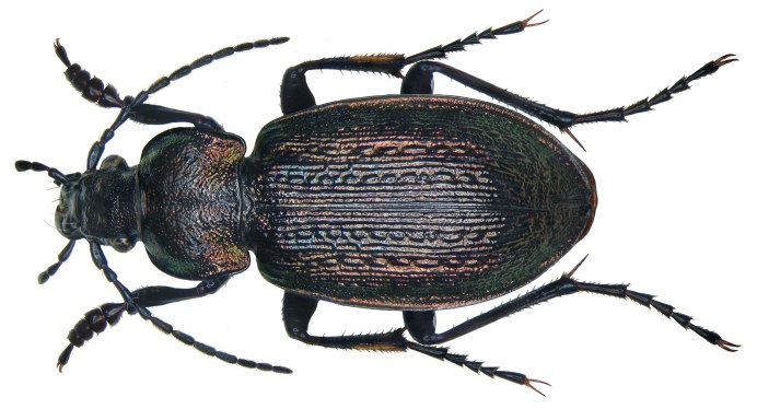 Красотел пахучий (Calosoma sycophanta)