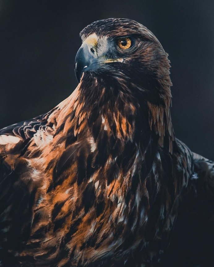 Орел ястреб Коршун Беркут