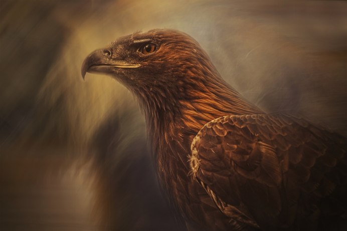 Орел ястреб Сокол Коршун Беркут