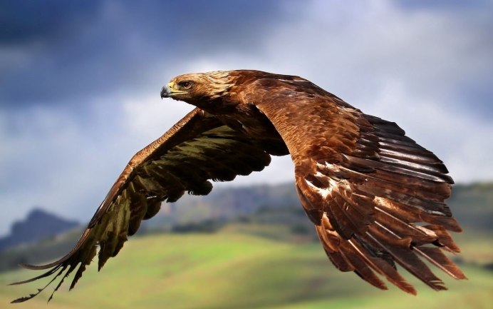 Орел с рыжеватыми полосами на крыльях