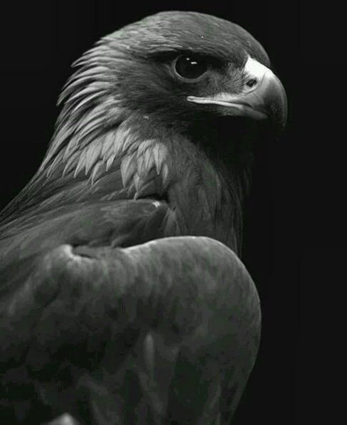 Халзан птица