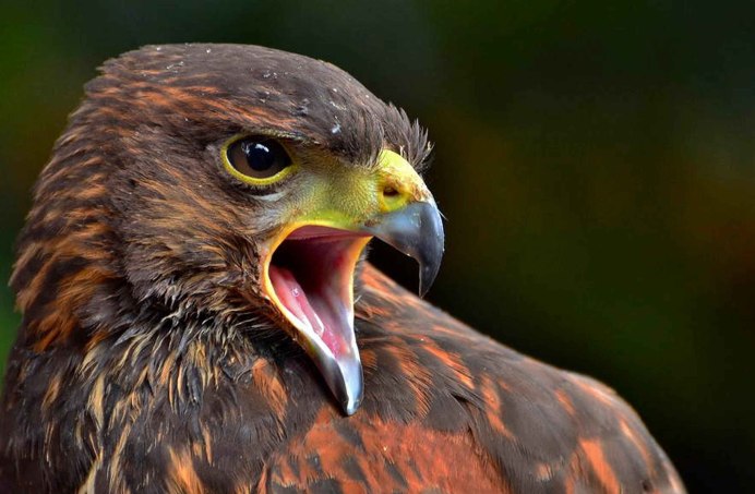 Орел Сапсан