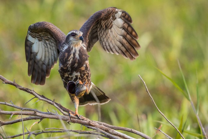 Лапы ястреба