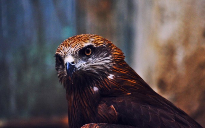 Ястреб Королевский