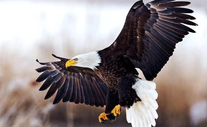 Орлан белохвост и белоголовый Орлан