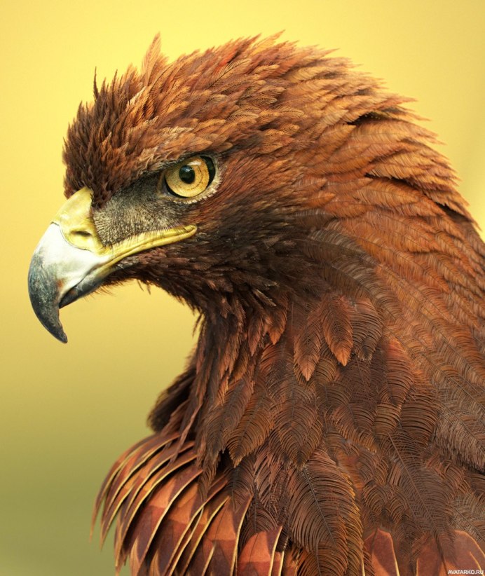 Голова орла