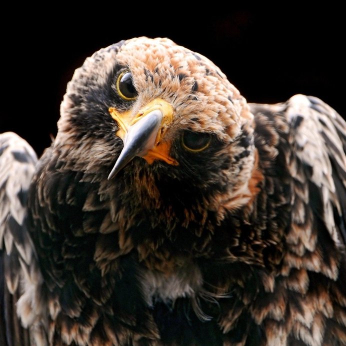 Ястреб злой