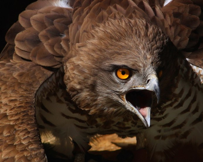 Ястреб атакует